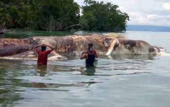 Hiu Paus Maluku (2)