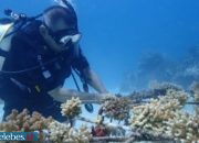 8.000 Hektare Terumbu Karang di Togean Hancur Akibat Destruktif Fishing