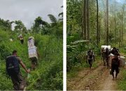 Kisah Heroik Para Pengawal Demokrasi di Sulawesi Tengah, Berjalan Kaki Berhari-hari Demi Suksesnya Pemilu